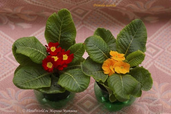 Primula acaulis
Ключевые слова: Primula acaulis