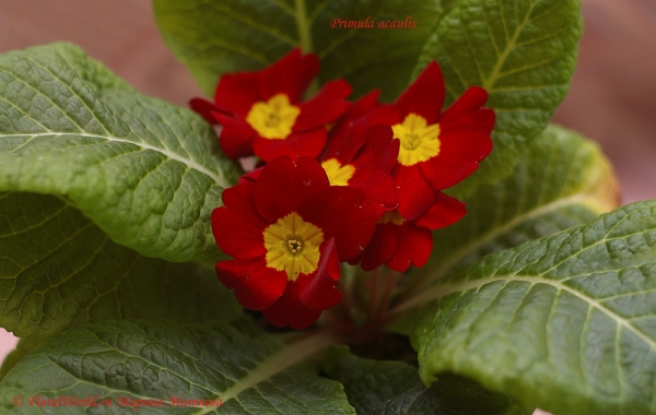 Primula acaulis
Ключевые слова: Primula acaulis