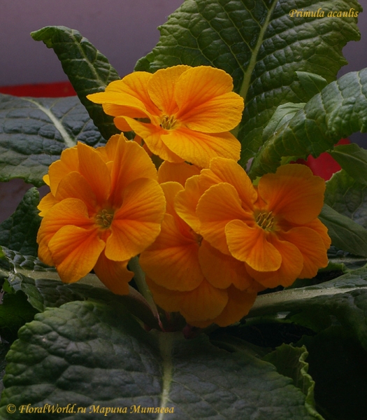 Primula acaulis
Ключевые слова: Primula acaulis