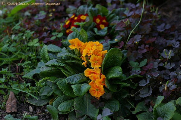 Примулы (Primula acaulis)
Ключевые слова: примулы Primula acaulis