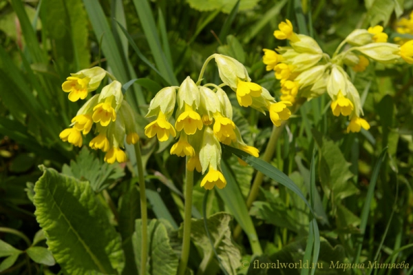 Примула весенняя (Primula veris)
Эта примула цвела в нашем саду среди душистой лесной земляники. В народе примулу весеннюю называют "баранчики".
Ключевые слова: Примула весенняя баранчики Primula veris