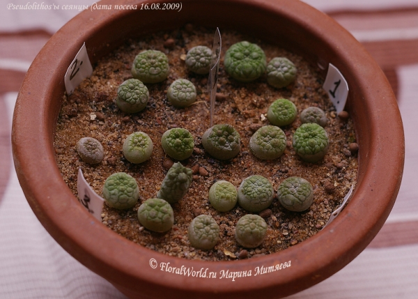 Сеянцы псевдолитосов
Ключевые слова: Pseudolithos