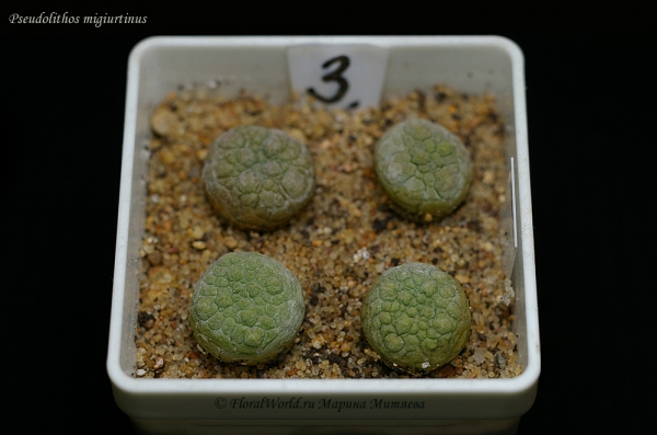 Pseudolithos migiurtinus
Ключевые слова: Pseudolithos migiurtinus