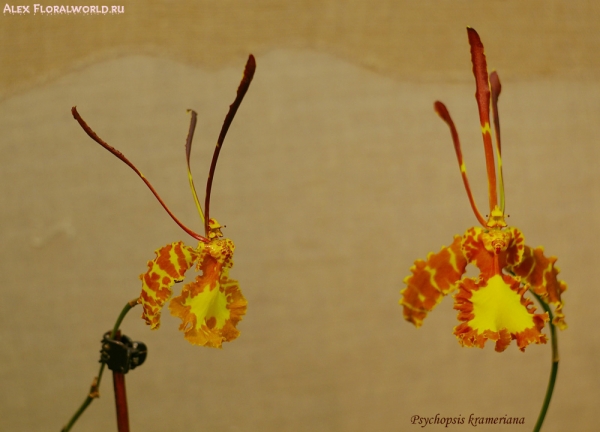 Psychopsis krameriana 
Ключевые слова: Psychopsis krameriana  фото