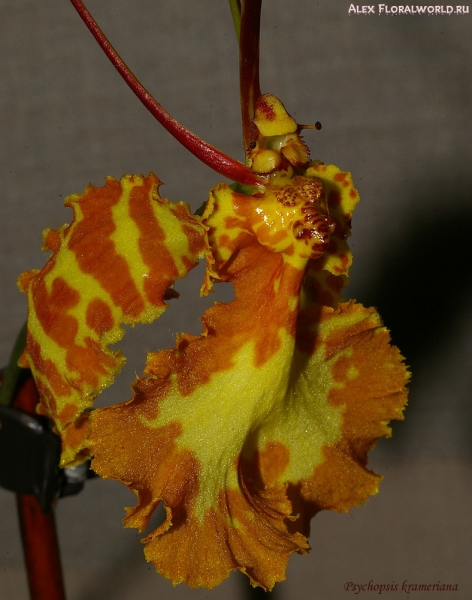 Psychopsis krameriana 
Ключевые слова: Psychopsis krameriana  фото