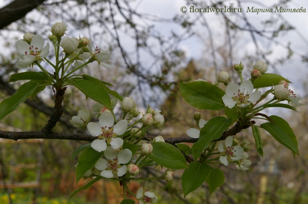 Груша (Pyrus)
Цветет большая старая груша в нашем саду.
Ключевые слова: Груша Pyrus цветы весна