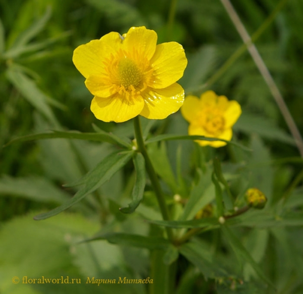 Лютик едкий  —  Ranunculus acris L.
