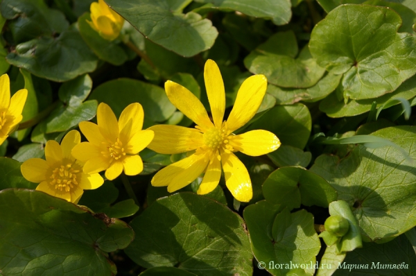 Чистяк весенний (Ranunculus ficaria)
И снова чистяк весенний, у нас в саду он растет группами.
Ключевые слова: Чистяк весенний Ranunculus ficaria весна