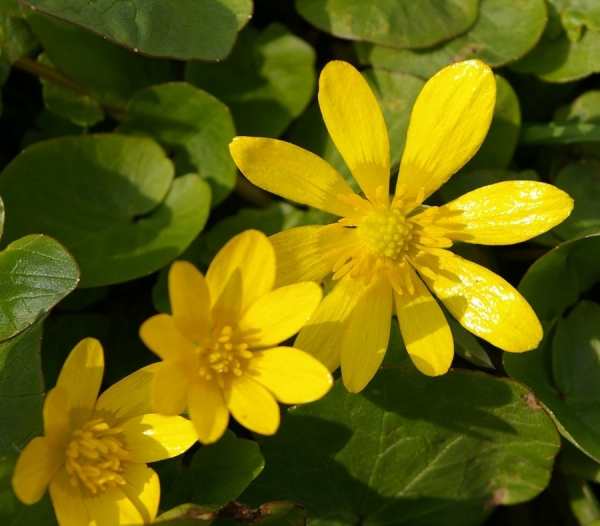 Чистяк весенний (Ranunculus ficaria)
Золотистые лепестки чистяка как будто напоенные солнышком.
Ключевые слова: Чистяк весенний Ranunculus ficaria весна