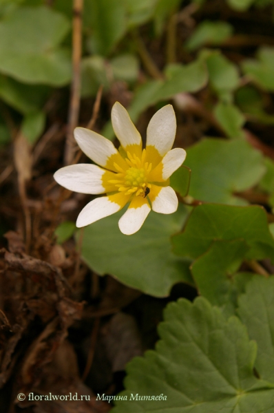 Чистяк весенний (Ranunculus ficaria)
Обычно у чистяка весеннего желтые лепестки, встречается такая вот разновидность с белыми лепестками, хотя сейчас крайне редко.
Ключевые слова: Чистяк весенний Ranunculus ficaria весна