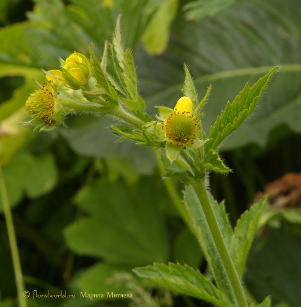 Лютик (Ranunculus sp)
Растение из семейства Лютичных (Ranunculaceae)
Ключевые слова: лютик ranunculus