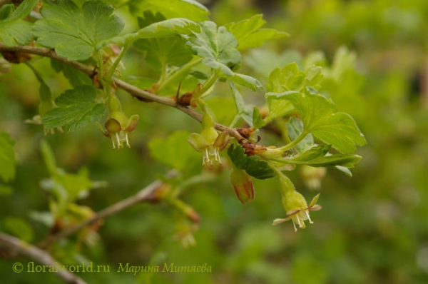 Цветение крыжовника (Ribes Grossularia)
Вот так цветет крыжовник :-) 
Ключевые слова: Цветение крыжовника  Ribes Grossularia