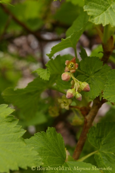 Цветет черная смородина (Ribes nigrum L.)
Ключевые слова: смородина черная Ribes nigrum L.