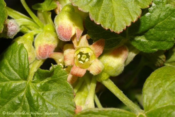 Цветет черная смородина (Ribes nigrum)
Ключевые слова: цветы  черная смородина Ribes nigrum