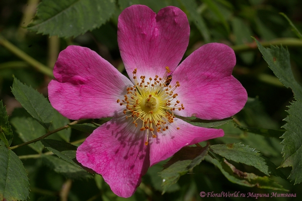 Цветок шиповника (Rosa canina)
Ключевые слова: шиповник Rosa canina