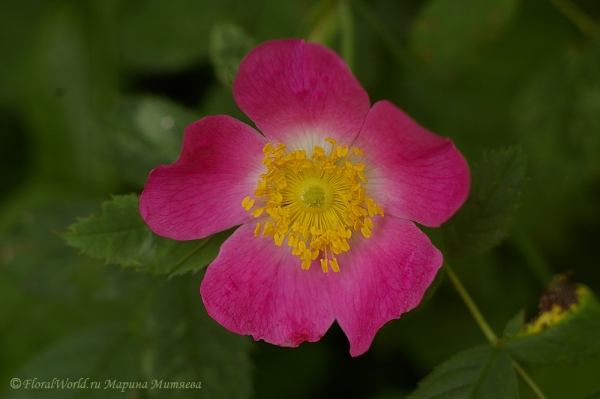 Цветок шиповника (Rosa canina)
Ключевые слова: шиповник Rosa canina
