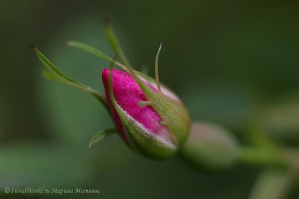 Бутон шиповника (Rosa canina)
Ключевые слова: шиповник Rosa canina