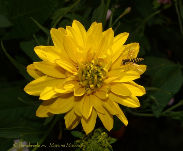 Золотой шар, или Рудбекия рассеченная (Rudbeckia laciniata)
Ключевые слова: Золотой шар Рудбекия рассеченная Rudbeckia laciniata