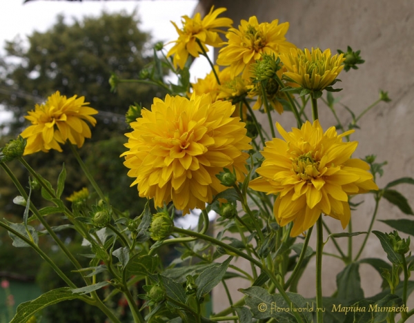 Золотой шар, или Рудбекия рассеченная (Rudbeckia laciniata)
Эти золотистые цветы растут практически на всех участках. Очень красиво смотрятся их золотистые головы покачивающие над забором. 
Ключевые слова: Золотой шар Рудбекия рассеченная Rudbeckia laciniata