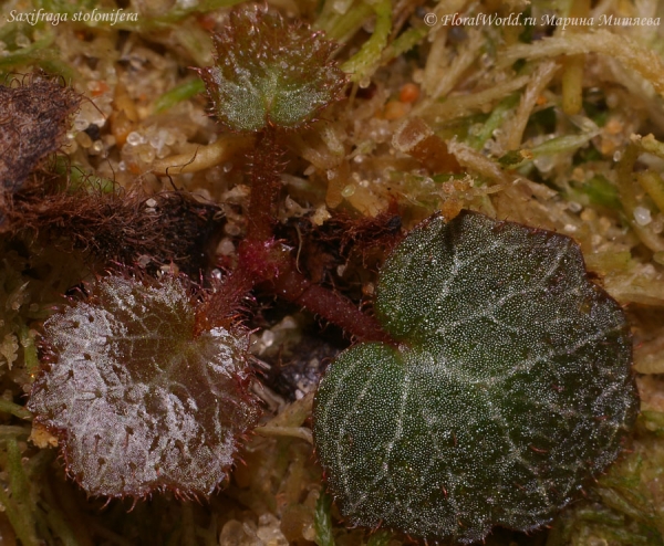 Камнеломка плетеносная (Saxifraga stolonifera)
Ключевые слова: Камнеломка плетеносная Saxifraga stolonifera фото уход