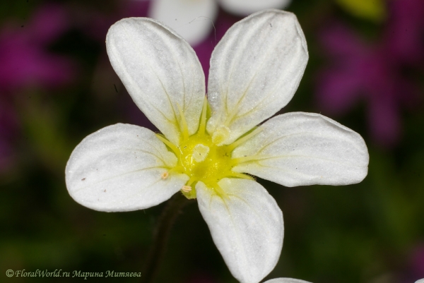 Камнеломка Арендса (Saxifraga x arendsii)
Ключевые слова: Камнеломка Арендса Saxifraga x arendsii