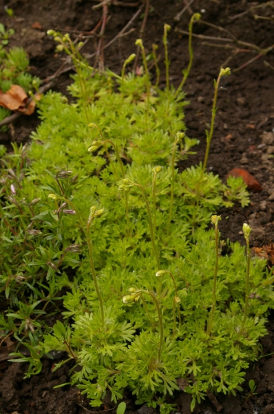 Камнеломка Арендса (Saxifraga x arendsii)
Ключевые слова: Камнеломка Арендса Saxifraga x arendsii