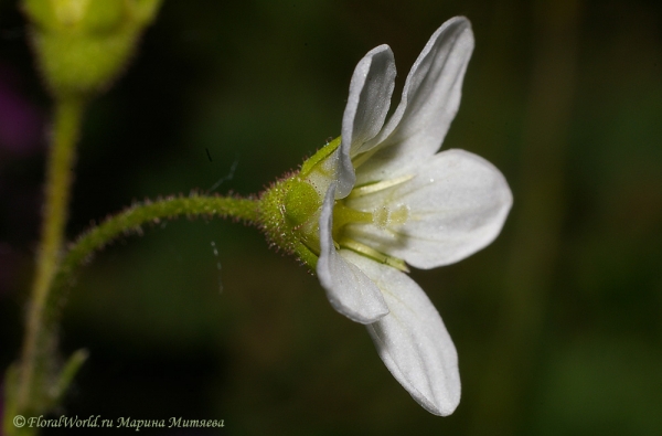 Камнеломка Арендса (Saxifraga x arendsii)
Ключевые слова: Камнеломка Арендса Saxifraga x arendsii