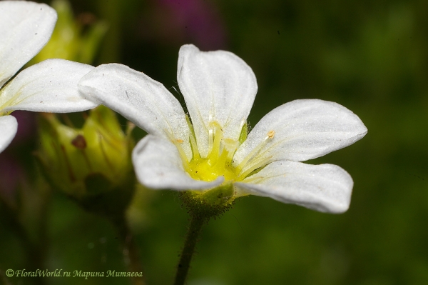 Камнеломка Арендса (Saxifraga x arendsii)
Ключевые слова: Камнеломка Арендса Saxifraga x arendsii