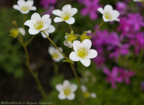 Камнеломка Арендса (Saxifraga x arendsii)
Ключевые слова: Камнеломка Арендса Saxifraga x arendsii