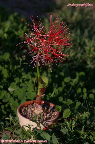 Ключевые слова: Clerodendrum ugandense