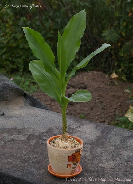 Scadoxus multiflorus
Ключевые слова: Scadoxus multiflorus