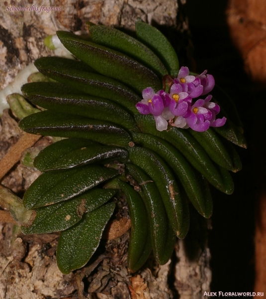 Schoenorchis fragrans
Коллекционер Краснова Татьяна 
Ключевые слова: Schoenorchis fragrans фото 