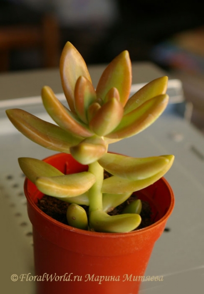 Sedum nussbaumerianum
В день покупки.

[url=http://www.floralworld.ru/encyclopedia/plants/Sedum.html]Статья на сайте [/url]

[url=http://floralworld.ru/forum/index.php?topic=66.0] Обсуждение Седума на форуме[/url]
Ключевые слова: Седум Очиток Sedum nussbaumerianum фото