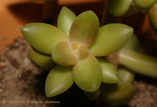 Sedum nussbaumerianum
Новый побег

[url=http://www.floralworld.ru/encyclopedia/plants/Sedum.html]Статья на сайте [/url]

[url=http://floralworld.ru/forum/index.php?topic=66.0] Обсуждение Седума на форуме[/url]
Ключевые слова: Седум Очиток Sedum nussbaumerianum фото