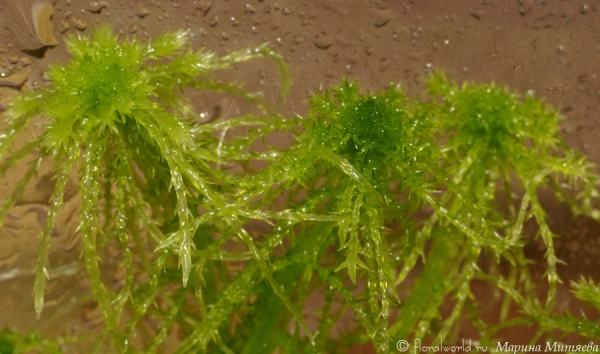 Сфагнум (Sphagnum)
Вот такой красивый.

[url=http://floralworld.ru/forum/sfagnum-t340.0.html]Тема про сфагнум на форуме.[/url]
Ключевые слова: Сфагнум Sphagnum фото