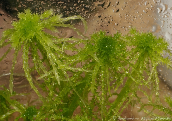 Сфагнум (Sphagnum)
Этот сфагнум растет в пластиковой емкости под лампами дневного света. За месяц верхушки заметно подросли.

[url=http://floralworld.ru/forum/sfagnum-t340.0.html]Тема про сфагнум на форуме.[/url]
Ключевые слова: Сфагнум Sphagnum фото