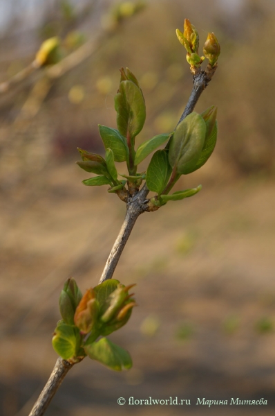 Распускается сирень (Syringa).
Ключевые слова: Распускающиеся почки сирени Сирень Syringa