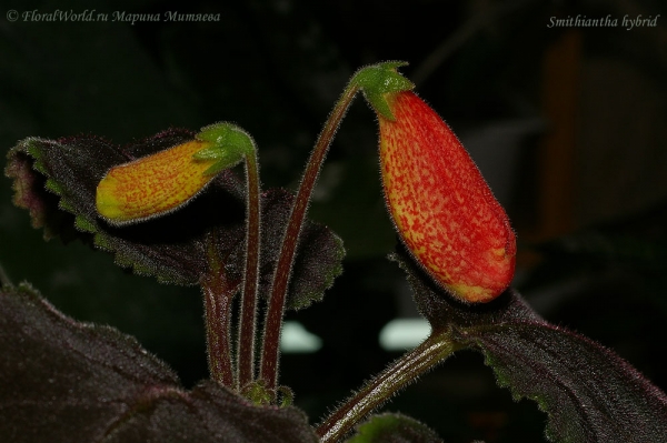 Смитианта гибридная (Smithiantha hybrid)
Ключевые слова: Смитианта гибридная Smithiantha hybrid фото цветение цветы