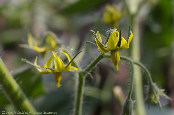 Цветы томата (Solanum lycopersicum)
Ключевые слова: томат помидор цветы фото