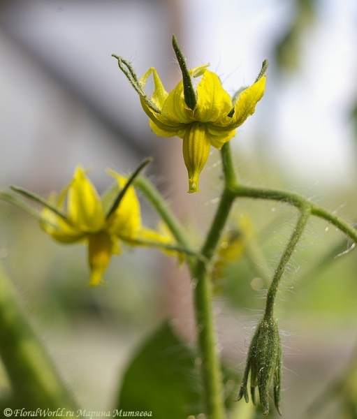 Цветы томата (Solanum lycopersicum)
Ключевые слова: Solanum lycopersicum томат помидор цветы