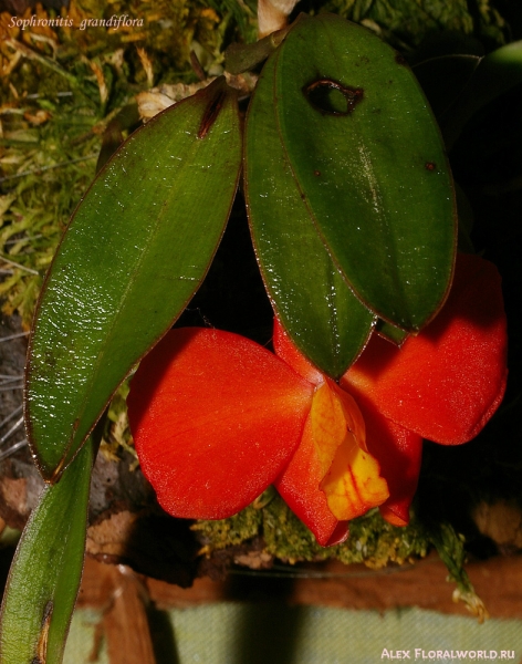 Sophronitis grandiflora
Ключевые слова: Sophronitis grandiflora