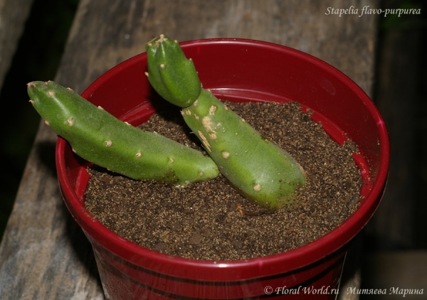 Стапелия золотистопурпурная (Stapelia flavo-purpurea)
Ключевые слова: Стапелия золотистопурпурная (Stapelia flavo-purpurea)