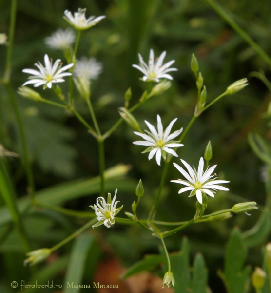 Зведчатка злаковидная, злаковая (Stellaria graminea L.)
В народе зовется пьяной травой, возможно, это связано с тем, что само растение не способно удерживать свои побеги в прямостоячем положении, для этого ему нужна опора.  Звездчатка относится к семейству Гвоздичных.
Ключевые слова: Зведчатка злаковидная злаковая Stellaria graminea