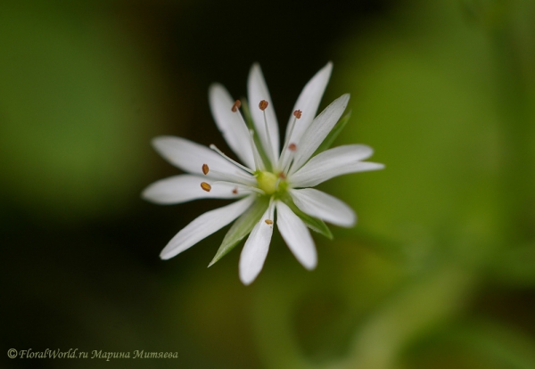 Зведчатка злаковидная, злаковая (Stellaria graminea)
Ключевые слова: Зведчатка злаковидная злаковая Stellaria graminea фото