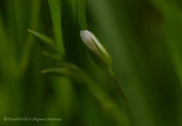 Бутон зведчатки злаковидной (Stellaria graminea)
Ключевые слова: Зведчатка злаковидная злаковая Stellaria graminea фото