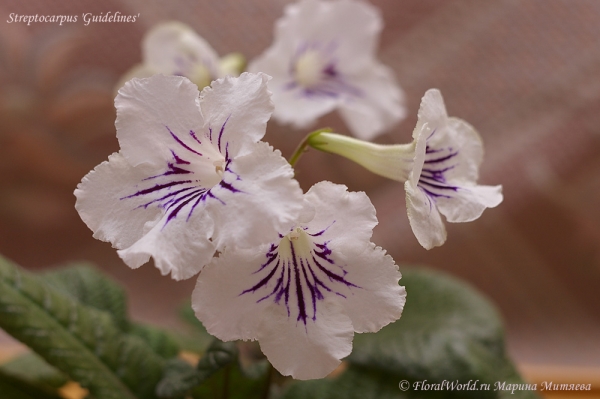 Streptocarpus 'Guidelines'
Ключевые слова: Streptocarpus Guidelines 