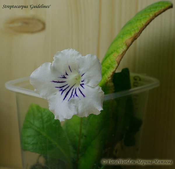 Streptocarpus 'Guidelines'
Ключевые слова: Streptocarpus 'Guidelines'