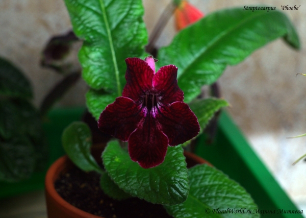 Streptocarpus   ‘Phoebe’
[url=http://floralworld.ru/forum/index.php/topic,1295.0.html]Тема на форуме про стрептокарпус[/url]
[url=http://www.floralworld.ru/encyclopedia/plants/Streptocarpus.shtml]Статья на нашем сайте про уход за стрептокарпусом[/url]
Ключевые слова: Streptocarpus   Phoebe фото цветок цветет