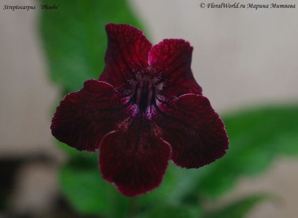 Streptocarpus   ‘Phoebe’
[url=http://floralworld.ru/forum/index.php/topic,1295.0.html]Тема на форуме про стрептокарпус[/url]
[url=http://www.floralworld.ru/encyclopedia/plants/Streptocarpus.shtml]Статья на нашем сайте про уход за стрептокарпусом[/url]
Ключевые слова: Streptocarpus   Phoebe фото цветок цветет