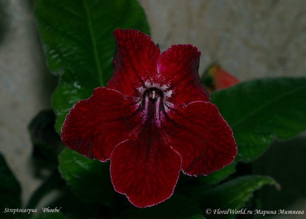 Streptocarpus   ‘Phoebe’
[url=http://floralworld.ru/forum/index.php/topic,1295.0.html]Тема на форуме про стрептокарпус[/url]
[url=http://www.floralworld.ru/encyclopedia/plants/Streptocarpus.shtml]Статья на нашем сайте про уход за стрептокарпусом[/url]
Ключевые слова: Streptocarpus   Phoebe фото цветок цветет